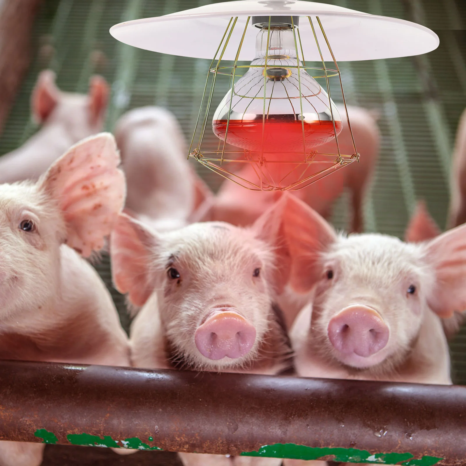 Heat Lamp Puppies Supplies Reptile Incubator Cage Light Livestock Pet Warmer Heating Accessory Metal Safe Warming For animals
Heat Lamp Puppies Supplies Reptile Incubator Cage Light Livestock Pet Warmer Heating Accessory Metal Safe Warming For animals