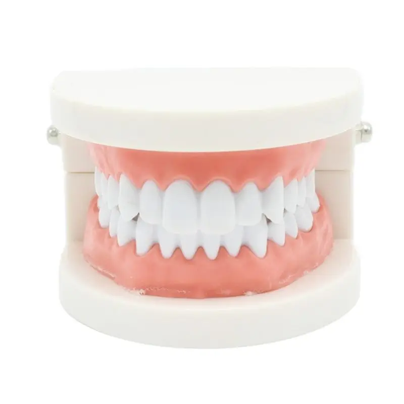 1pc Dental Teeth Model Teaching Study Demonstration Tool Model Standard Dentist student Model for Teaching
1pc Dental Teeth Model Teaching Study Demonstration Tool Model Standard Dentist student Model for Teaching