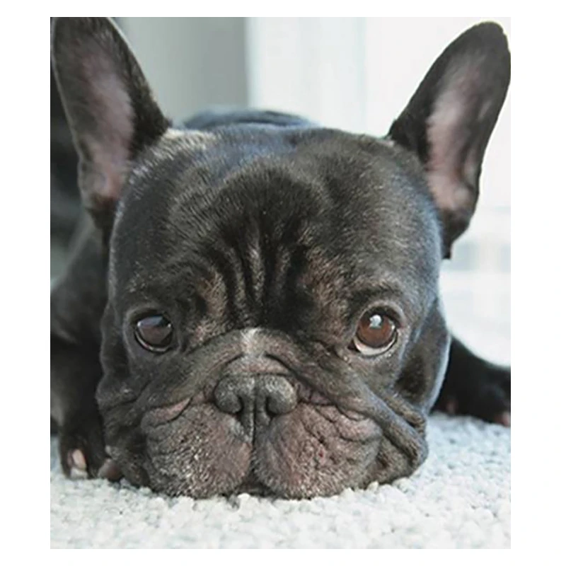 5D Diy Diamond Painting Cross Stitch Small Black Dog Heads Full Diamond Embroidery French Bulldog Round Diamond Puppy
5D Diy Diamond Painting Cross Stitch Small Black Dog Heads Full Diamond Embroidery French Bulldog Round Diamond Puppy