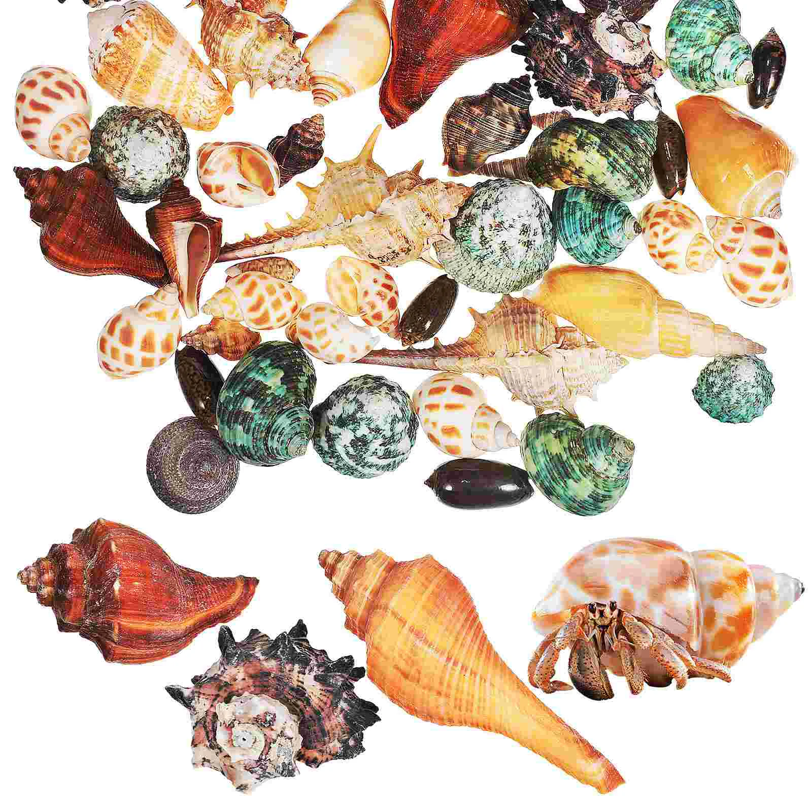 

Hermit Crab Shells Small Seashells For Crafts Birthday Decoration Girl Decorate Decorating Child Fish Decorations Tank