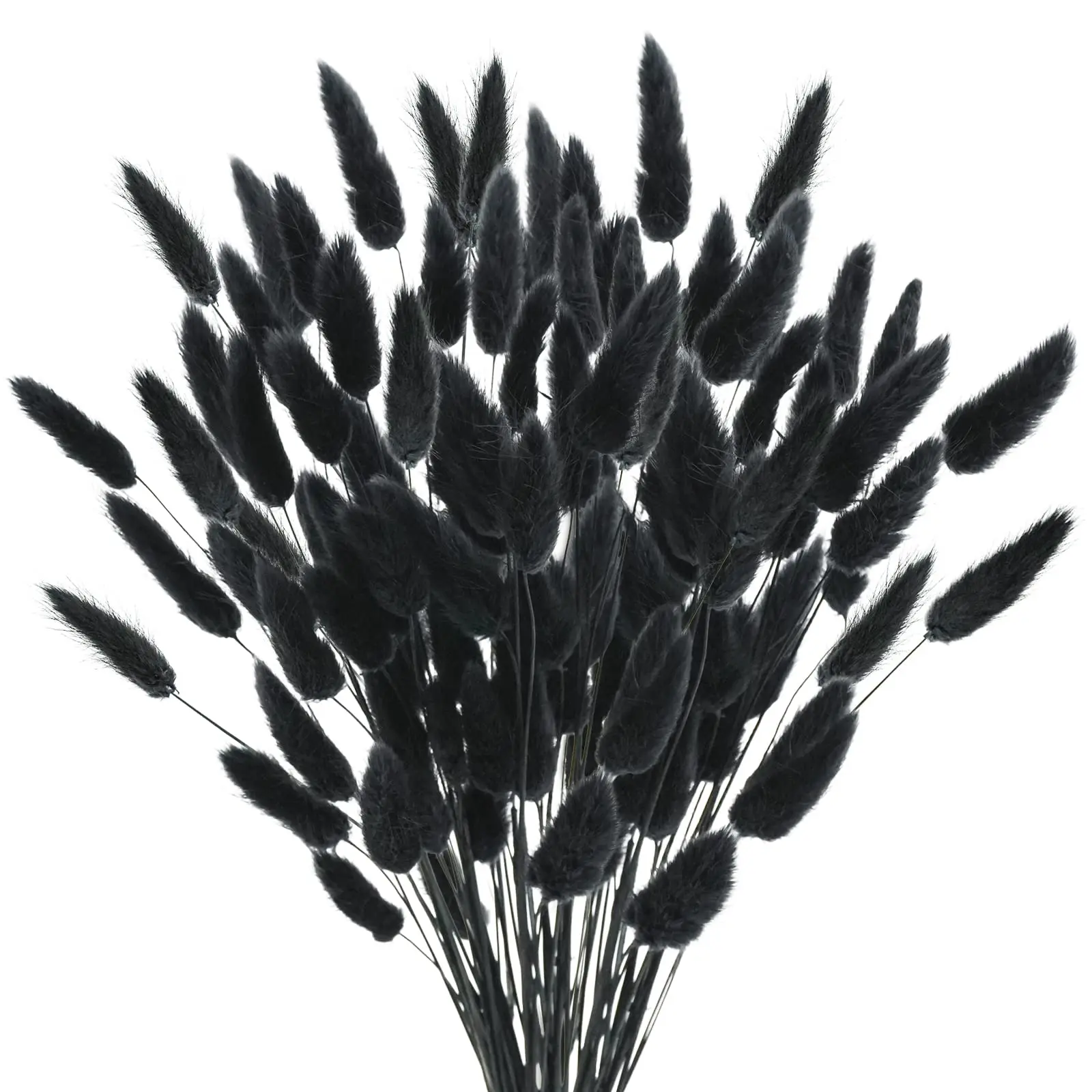 100pcs Natural Black Bunny Tails Dried Flowers Farmhouse Flower Arrangements,Lagurus Ovatus,Pampas Grass Decor for Wedding Craft
100pcs Natural Black Bunny Tails Dried Flowers Farmhouse Flower Arrangements,Lagurus Ovatus,Pampas Grass Decor for Wedding Craft