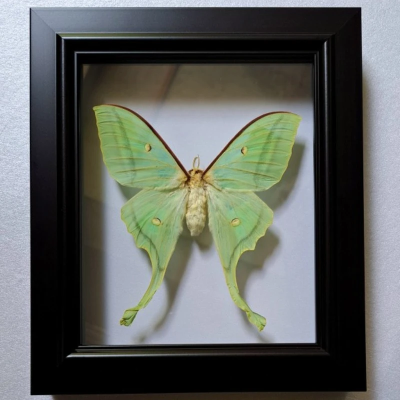 Real Butterfly Specimen Ornaments for Children's Teaching Toys,Home Decoration,Wedding and Holiday Gifts Sculpture
Real Butterfly Specimen Ornaments for Children's Teaching Toys,Home Decoration,Wedding and Holiday Gifts Sculpture