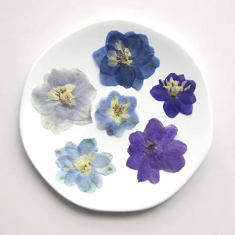 60pcs Pressed Dried 4-6cm Consolida ajacis Flower Herbarium For Resin Epoxy Jewelry Card Bookmark Frame Phone Case Makeup Lamp
60pcs Pressed Dried 4-6cm Consolida ajacis Flower Herbarium For Resin Epoxy Jewelry Card Bookmark Frame Phone Case Makeup Lamp