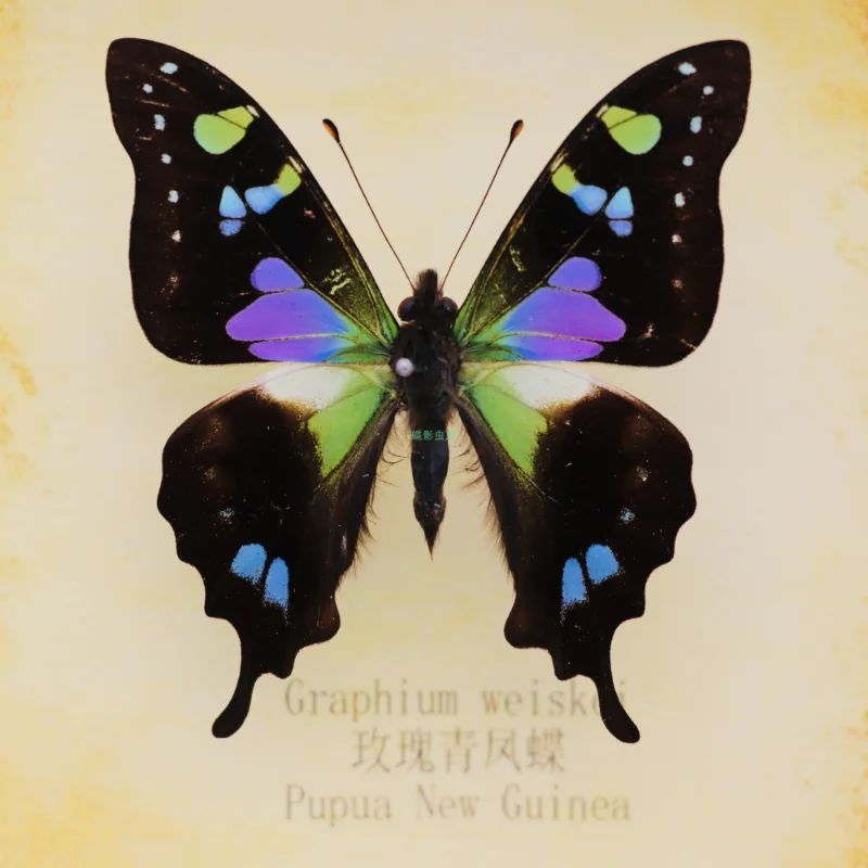 Graphium weiskei taxidermy artifacts exhibition science living room decoration desk decoration decorative figurines home decor
Graphium weiskei taxidermy artifacts exhibition science living room decoration desk decoration decorative figurines home decor