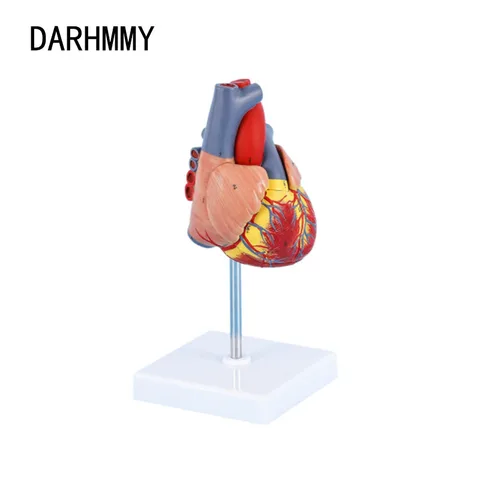 Инструмент DARHMY для обучения анатомии