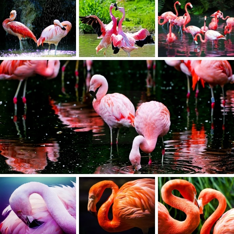 DIY Lovely Birds Flamingo 5D Diamond Painting Mediterranean Phoenicopteridae Fashion Home Decor Craft Kits Animal Protection
DIY Lovely Birds Flamingo 5D Diamond Painting Mediterranean Phoenicopteridae Fashion Home Decor Craft Kits Animal Protection