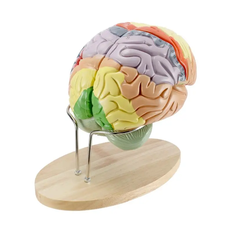 4 parts Magnified 2 Times Human Brain Anatomical Model Brain Function with Marked Teaching Brain Cortex
4 parts Magnified 2 Times Human Brain Anatomical Model Brain Function with Marked Teaching Brain Cortex