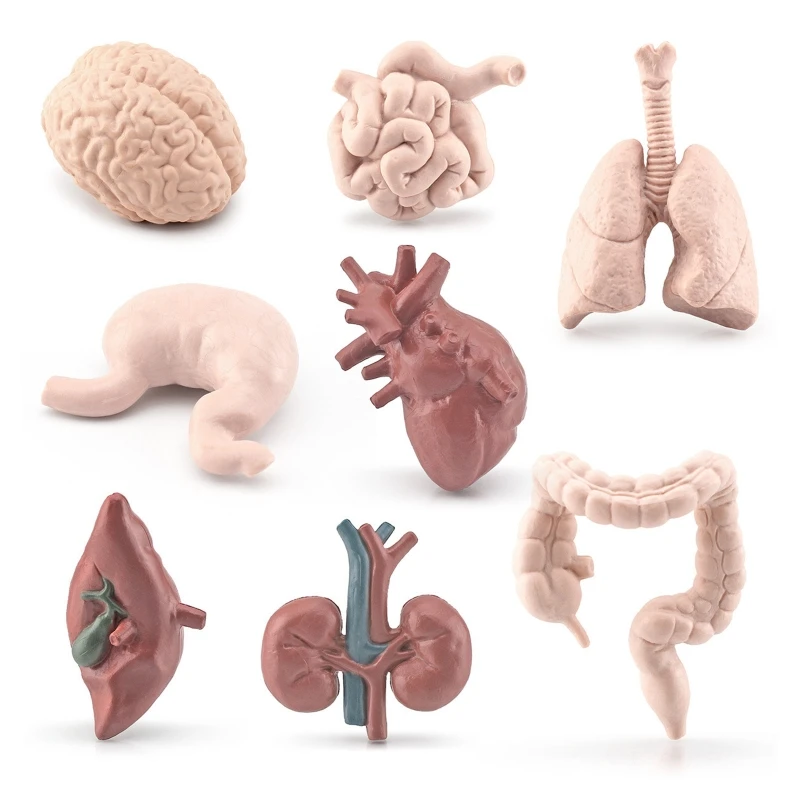 8 Pcs/Set 3D Human Body Organ Models Kids Biology Scientific Static Learning Educational Toys Classroom Teaching Props
8 Pcs/Set 3D Human Body Organ Models Kids Biology Scientific Static Learning Educational Toys Classroom Teaching Props