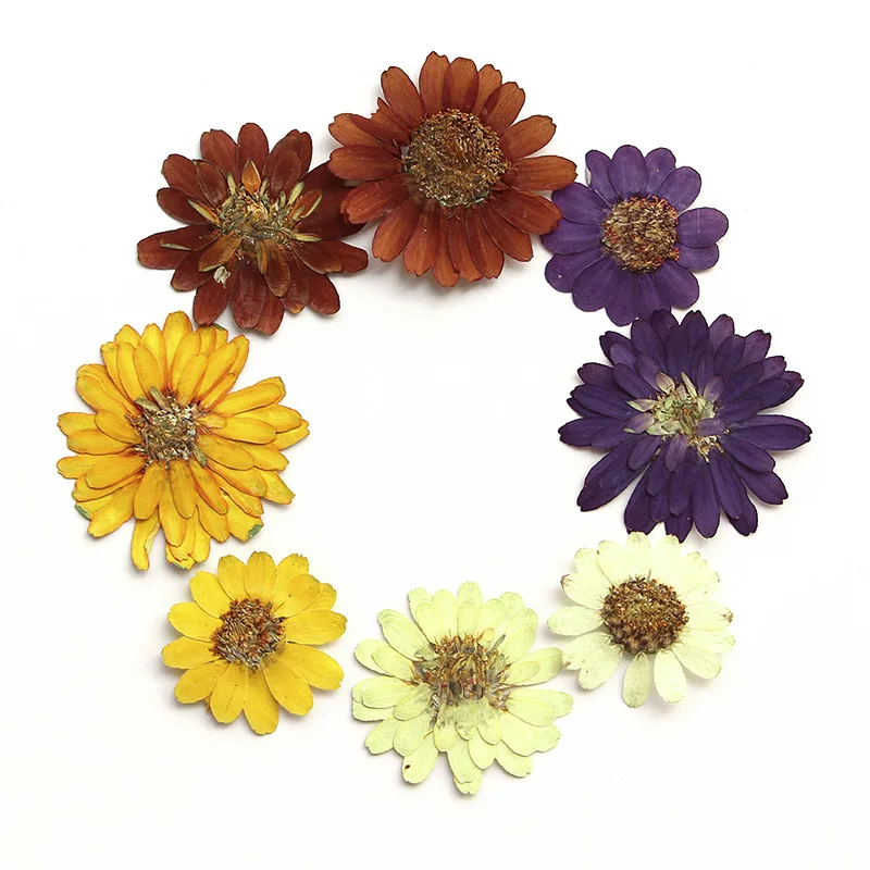 60pcs Pressed Dried Zinnia elegans Jacq Double Flower Herbarium Resin Epoxy Jewelry Card Bookmark Frame Phone Case Makeup Lamp
60pcs Pressed Dried Zinnia elegans Jacq Double Flower Herbarium Resin Epoxy Jewelry Card Bookmark Frame Phone Case Makeup Lamp