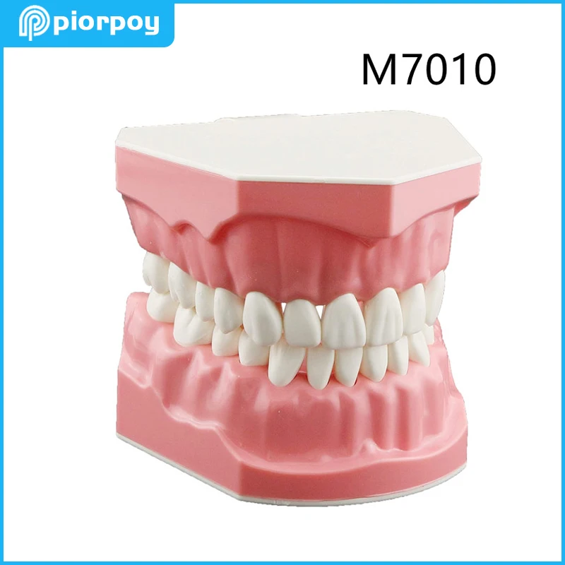 

Dental Typodont Teeth Model Flossing Brushing Practice Teaching Dentistry Demonstration For Patient Study Students Traning M7010