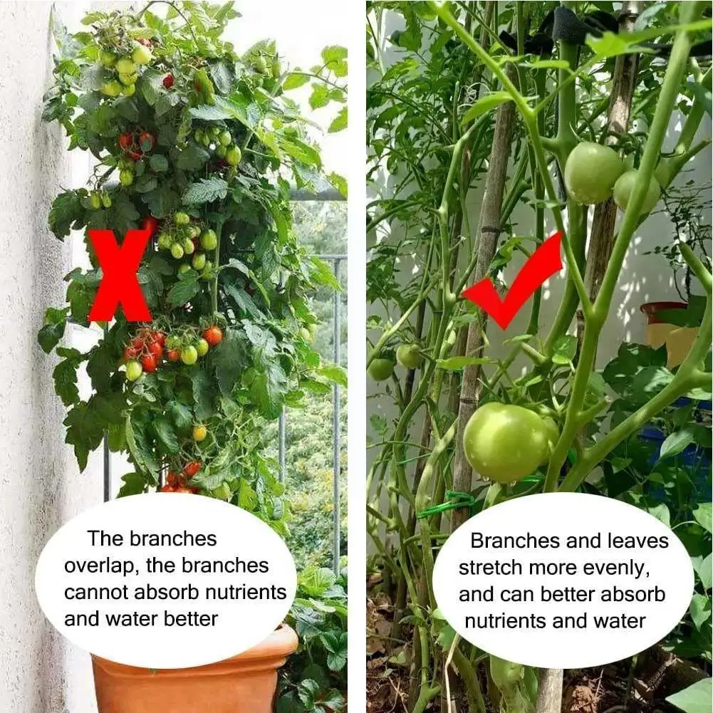 Stand For Flowers For Garden Vegetable Patch Orchard Garden Plant Accessories Gardening Equipment Grafting Pile Connector C X3G1
Stand For Flowers For Garden Vegetable Patch Orchard Garden Plant Accessories Gardening Equipment Grafting Pile Connector C X3G1
