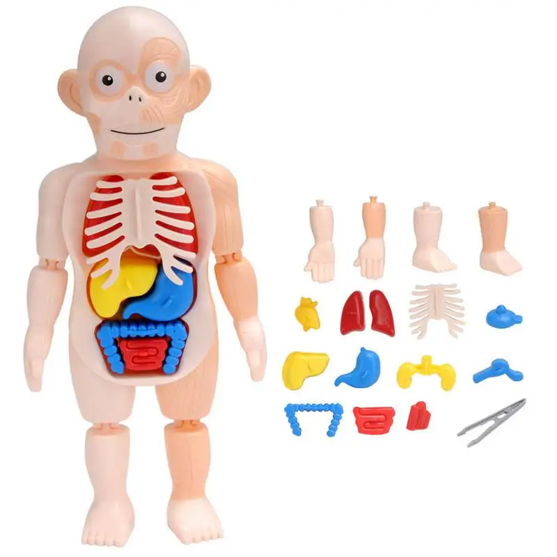 

Модель анатомии человеческого тела, 15 шт., обучающая 3D головоломка, тело-орган, собранная игрушка, обучающий инструмент, подарок для детей с паром