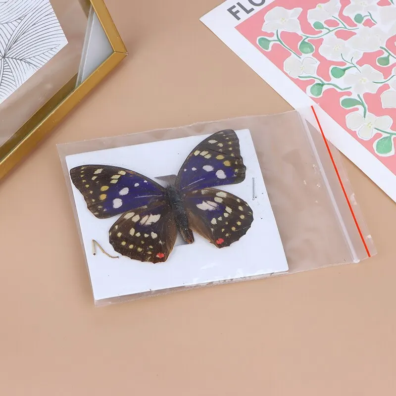 1pcs Butterfly Specimen Folded Real Insects Wholesale Butterfly Specimen 8 Colors
1pcs Butterfly Specimen Folded Real Insects Wholesale Butterfly Specimen 8 Colors