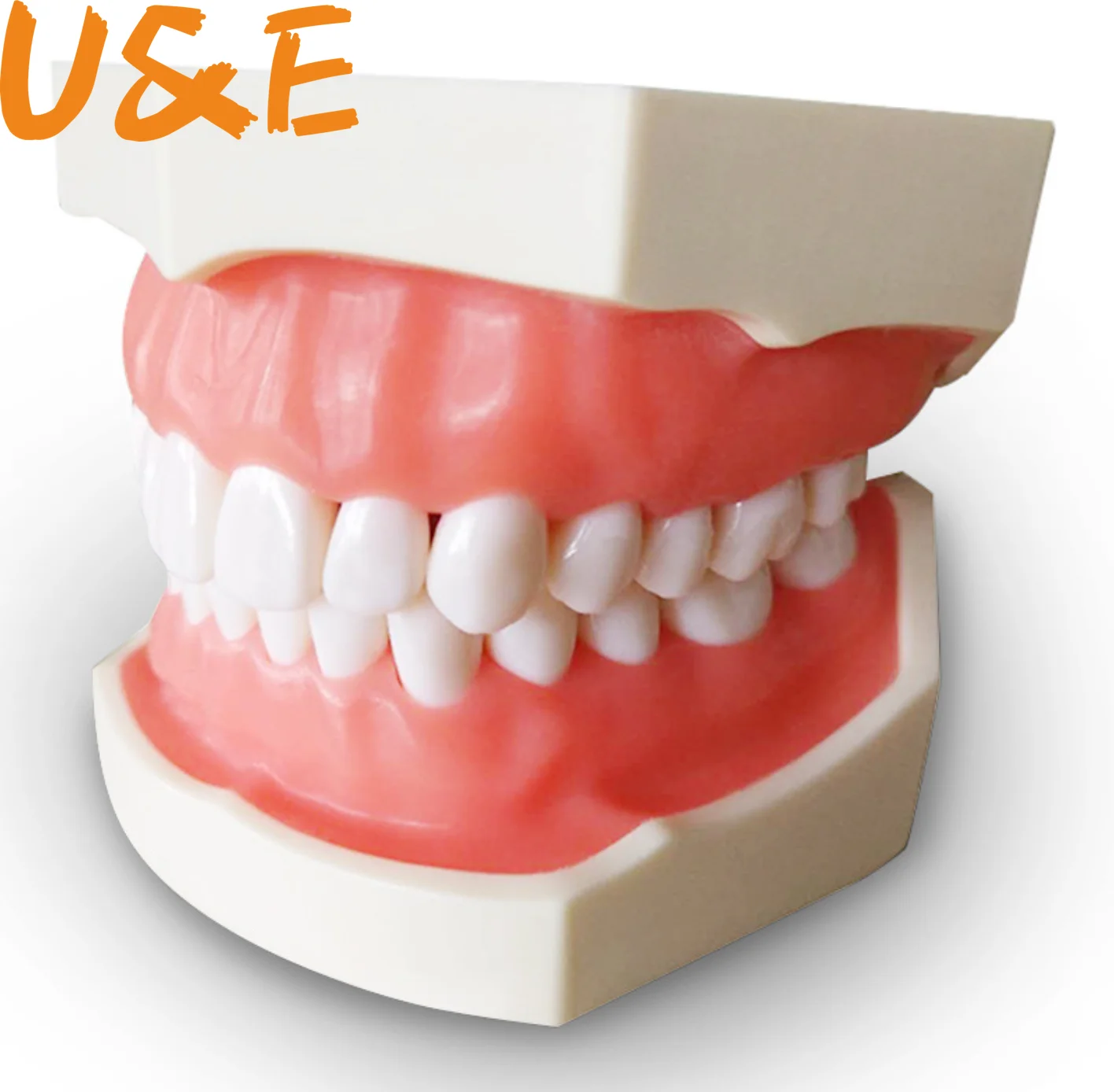 Dental Tooth Model Dental Model Oral Teaching Resin Tooth With 28 Removable Teeth Dentistry Material For Study Model Orthodontic
Dental Tooth Model Dental Model Oral Teaching Resin Tooth With 28 Removable Teeth Dentistry Material For Study Model Orthodontic
