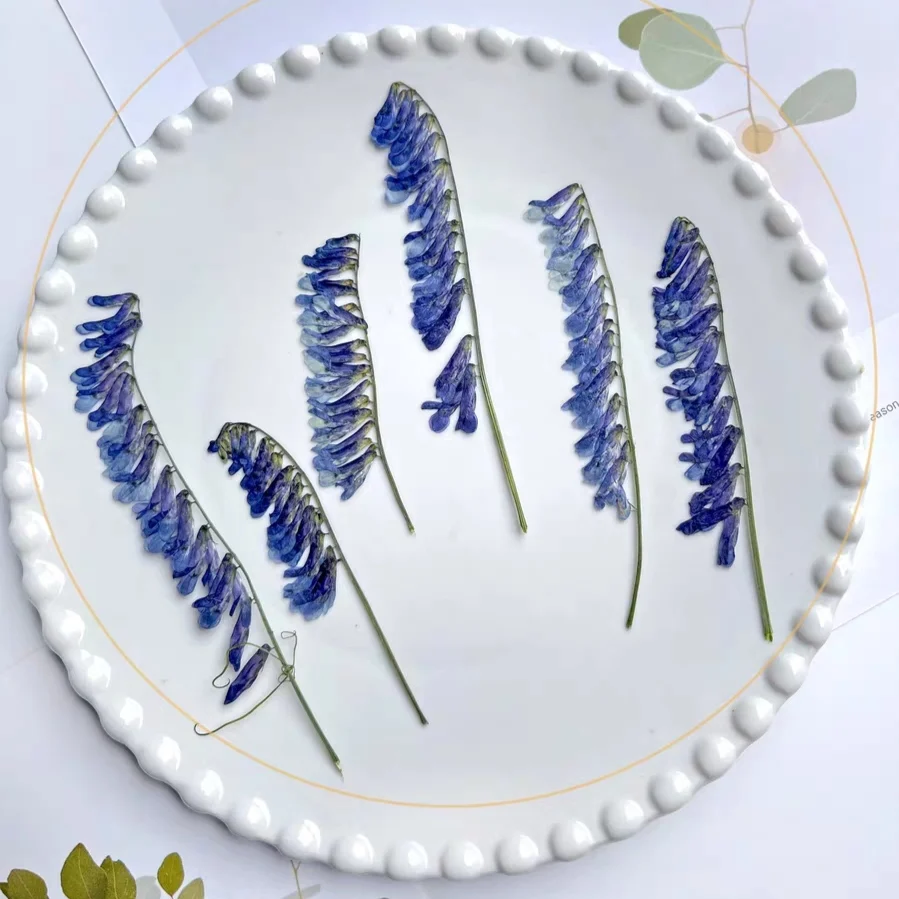 100pcs Pressed Dried Vicia cracca L Flower Herbarium Resin Epoxy Jewelry Bookmark Fan Frame Phone Case Face Makeup Lamp
100pcs Pressed Dried Vicia cracca L Flower Herbarium Resin Epoxy Jewelry Bookmark Fan Frame Phone Case Face Makeup Lamp