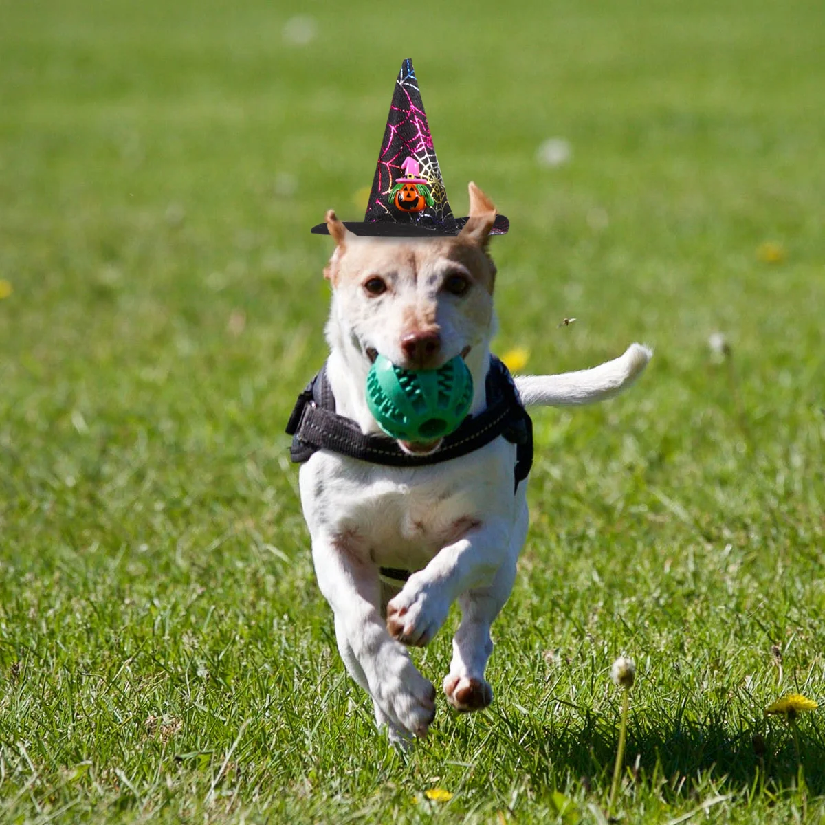 Hat Pet Dogcat Costume Witch Party Hats Costumes Wizard Cats Dogs Puppy Novelty Accessories Headband Headwear
Hat Pet Dogcat Costume Witch Party Hats Costumes Wizard Cats Dogs Puppy Novelty Accessories Headband Headwear