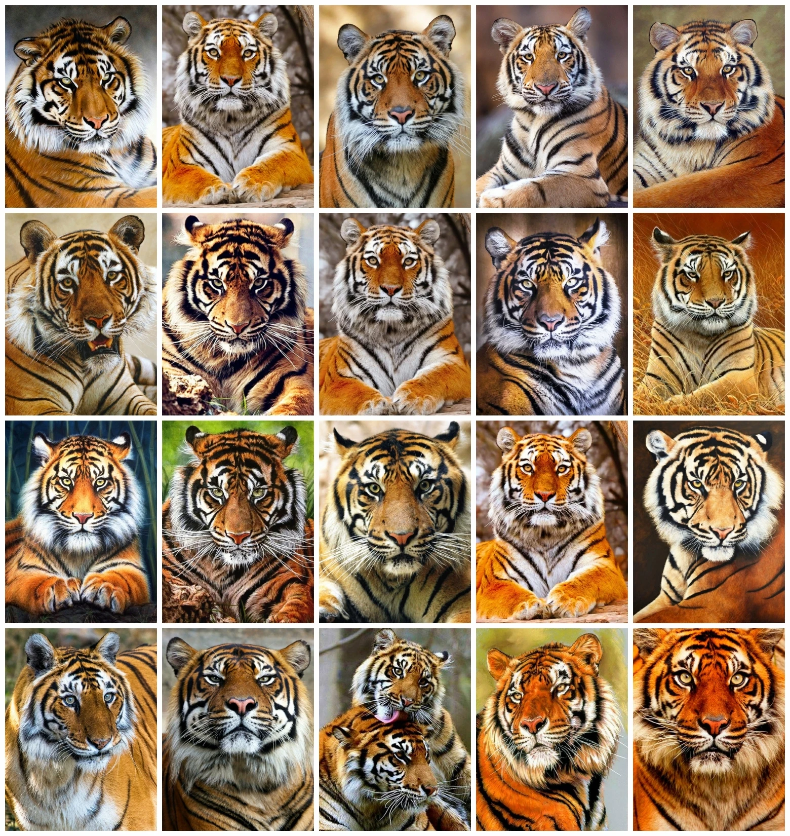 AZQSD Coloring Picture By Number Tiger Hand Paint Kit On Canvas Frameless Painting By Numbers Animal Handpainted Wall Decor Gift 
AZQSD Coloring Picture By Number Tiger Hand Paint Kit On Canvas Frameless Painting By Numbers Animal Handpainted Wall Decor Gift