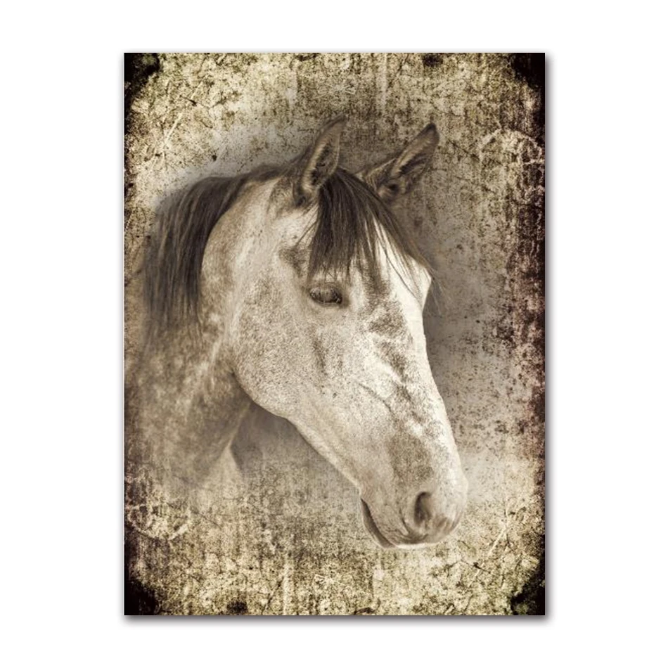 Животное, белая лошадь, постер на холсте DHRM
Животное, белая лошадь, постер на холсте DHRM