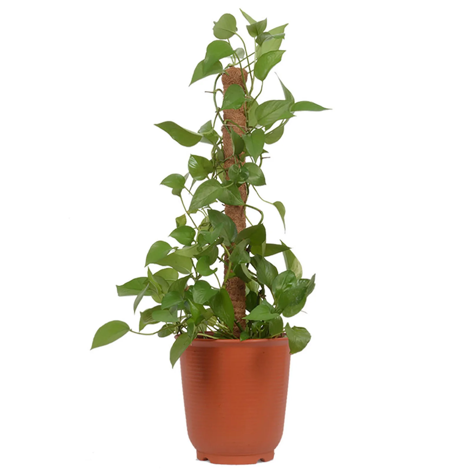 1 PC Coconut Palm Stick For Indoor Plant Sticks Support Pole Moss Stick Vine Support Plant For Climbing Plants Support Extension
1 PC Coconut Palm Stick For Indoor Plant Sticks Support Pole Moss Stick Vine Support Plant For Climbing Plants Support Extension