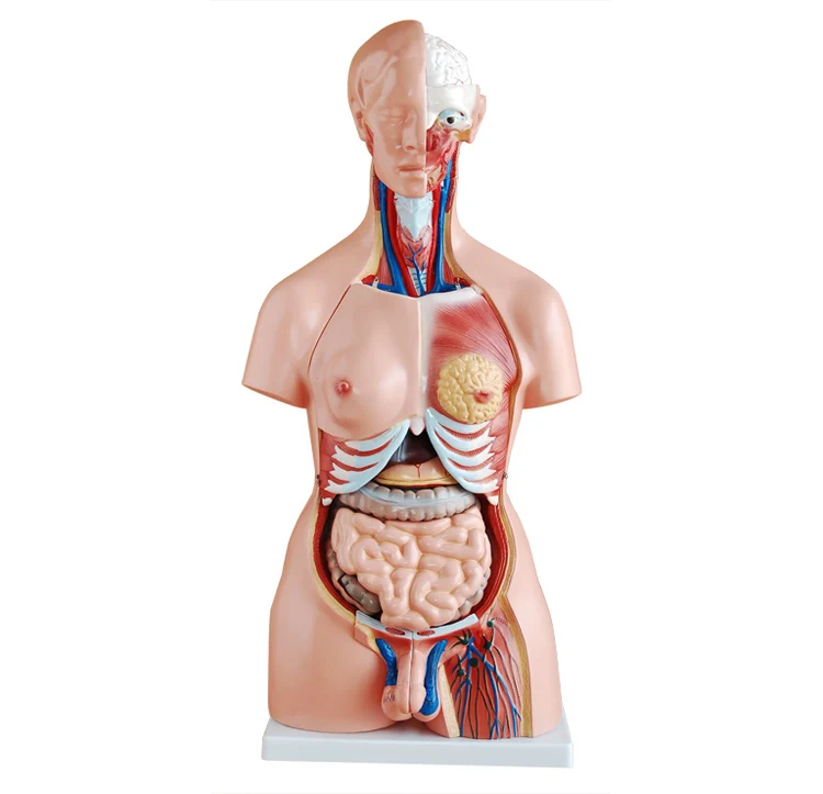 85CM Bisexual Trunk Anatomical Model,Male and Female Interchangeable Torso Model
85CM Bisexual Trunk Anatomical Model,Male and Female Interchangeable Torso Model
