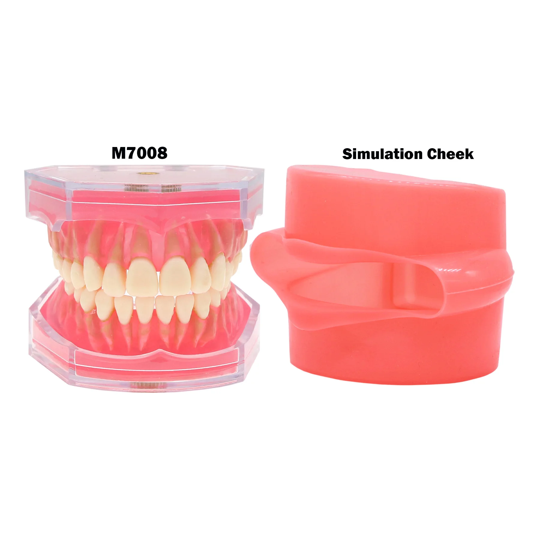 Dental Soft Rubber Simulation Cheek Typodont Teeth Model Standard with 28Pcs Removable Teeth For Teach Study Teaching Demo
Dental Soft Rubber Simulation Cheek Typodont Teeth Model Standard with 28Pcs Removable Teeth For Teach Study Teaching Demo
