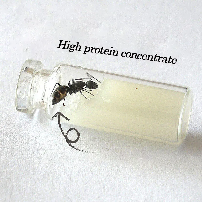 Special Food For Ant Castle Convenient And Simple Food For Ants High Nutrition Not Easy To Mold And High Protein
Special Food For Ant Castle Convenient And Simple Food For Ants High Nutrition Not Easy To Mold And High Protein