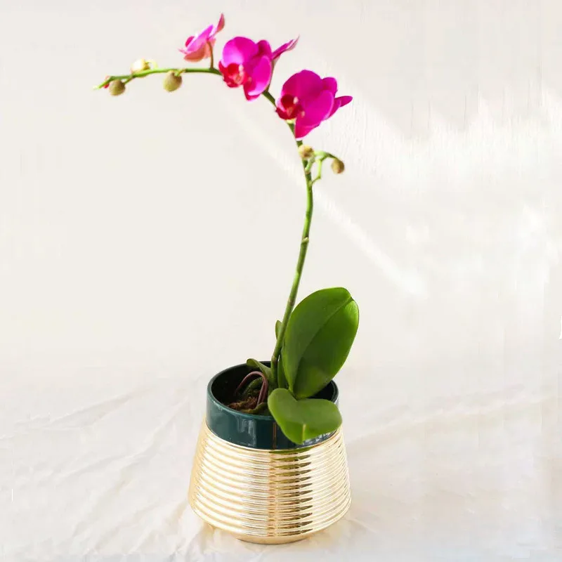 Creative light luxury metal flowerpot ceramic potted gold succulent cactus plant flowerpot balcony garden home decoration
Creative light luxury metal flowerpot ceramic potted gold succulent cactus plant flowerpot balcony garden home decoration