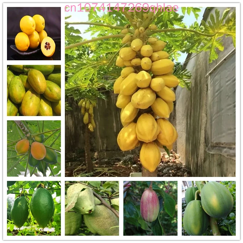 Папайя благовония ароматные фрукты искусственные благовония 20 шт.
Папайя благовония ароматные фрукты искусственные благовония 20 шт.