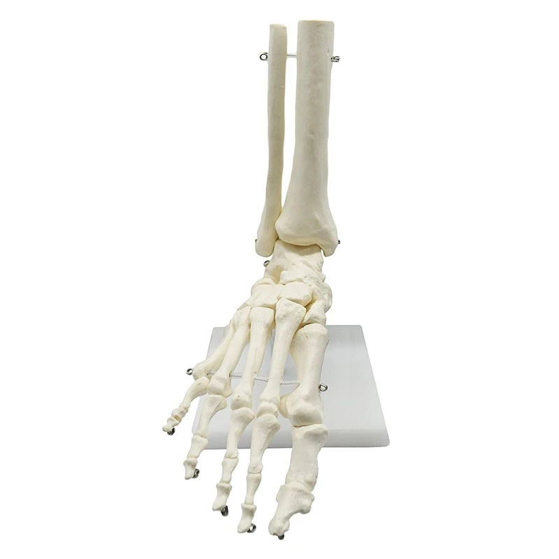 1:1 Human Skeleton Foot Anatomy Model Foot and Ankle with Shank Anatomical Model Anatomy Teaching Resources
1:1 Human Skeleton Foot Anatomy Model Foot and Ankle with Shank Anatomical Model Anatomy Teaching Resources