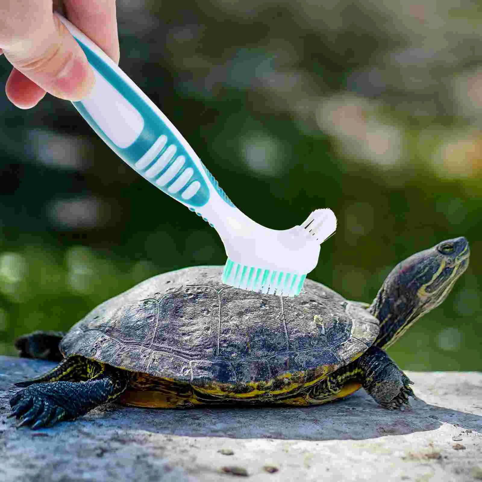 Turtle Shell Cleaning Brush Aquatic Tortoise Shell Cleaning Brush Turtle Shell Mud Dirt Remover Brush
Turtle Shell Cleaning Brush Aquatic Tortoise Shell Cleaning Brush Turtle Shell Mud Dirt Remover Brush
