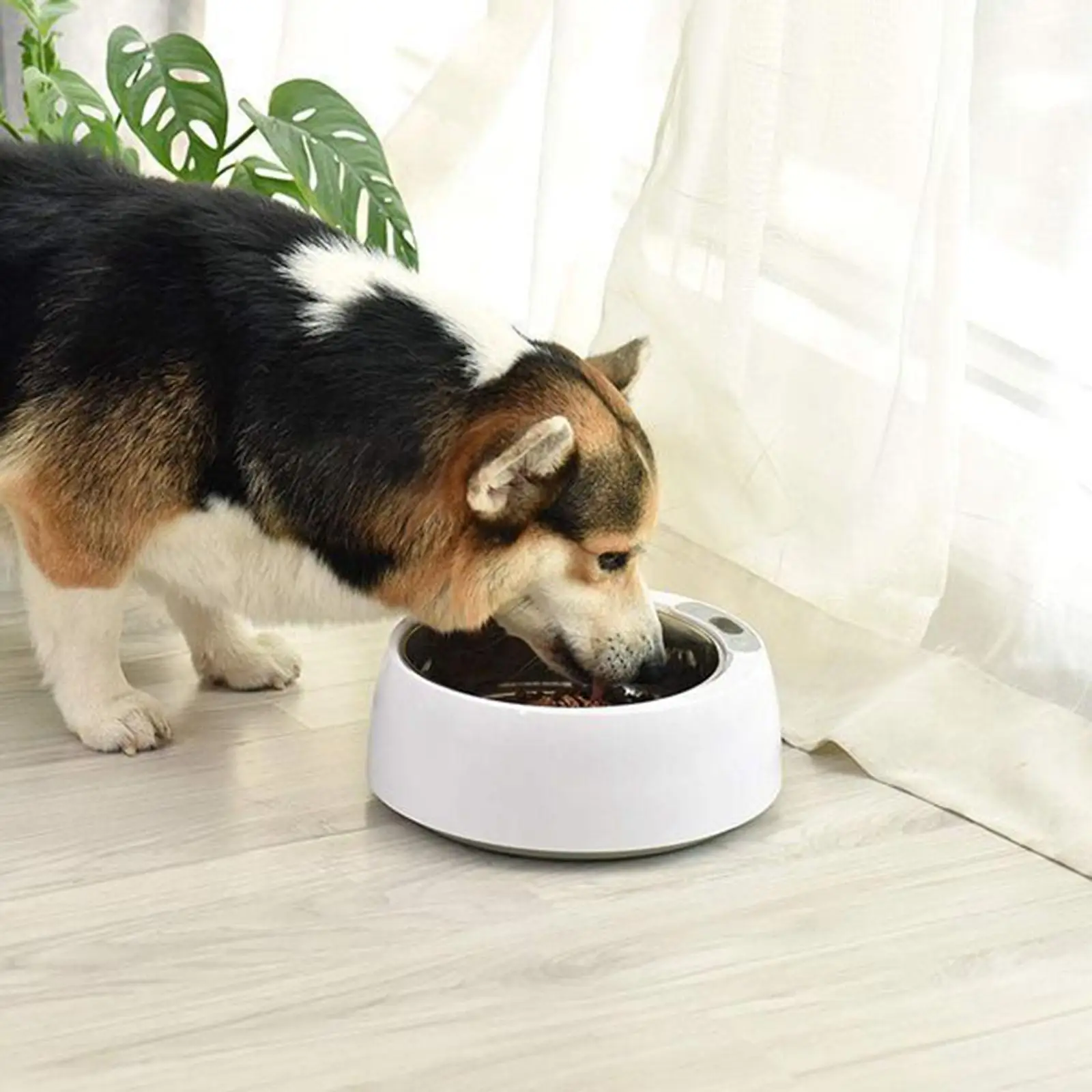 Heated Bowl for Pet Container Heating Bowl Winter Constant Temperature Automatic Warm Nonslip Stainless Steel Easily Clean 1.5L
Heated Bowl for Pet Container Heating Bowl Winter Constant Temperature Automatic Warm Nonslip Stainless Steel Easily Clean 1.5L