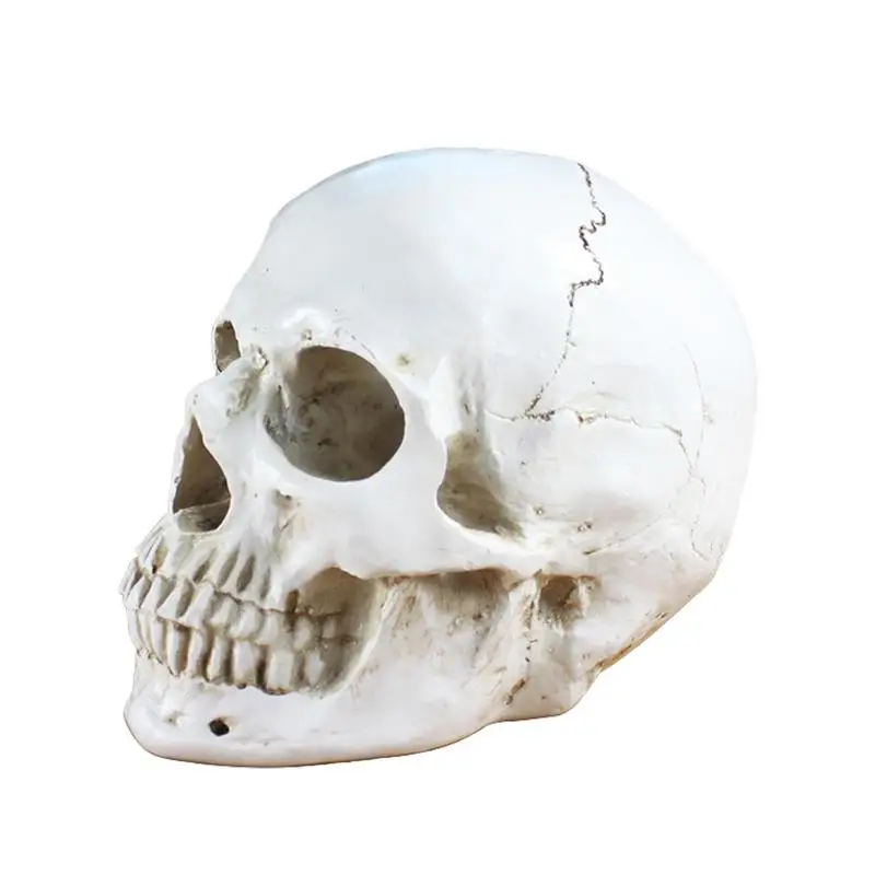 Halloween Skeleton Skull Realistic Skeleton Head Multiple Size Skull Model Halloween Table Decorations Head Model Skull Copy Art
Halloween Skeleton Skull Realistic Skeleton Head Multiple Size Skull Model Halloween Table Decorations Head Model Skull Copy Art