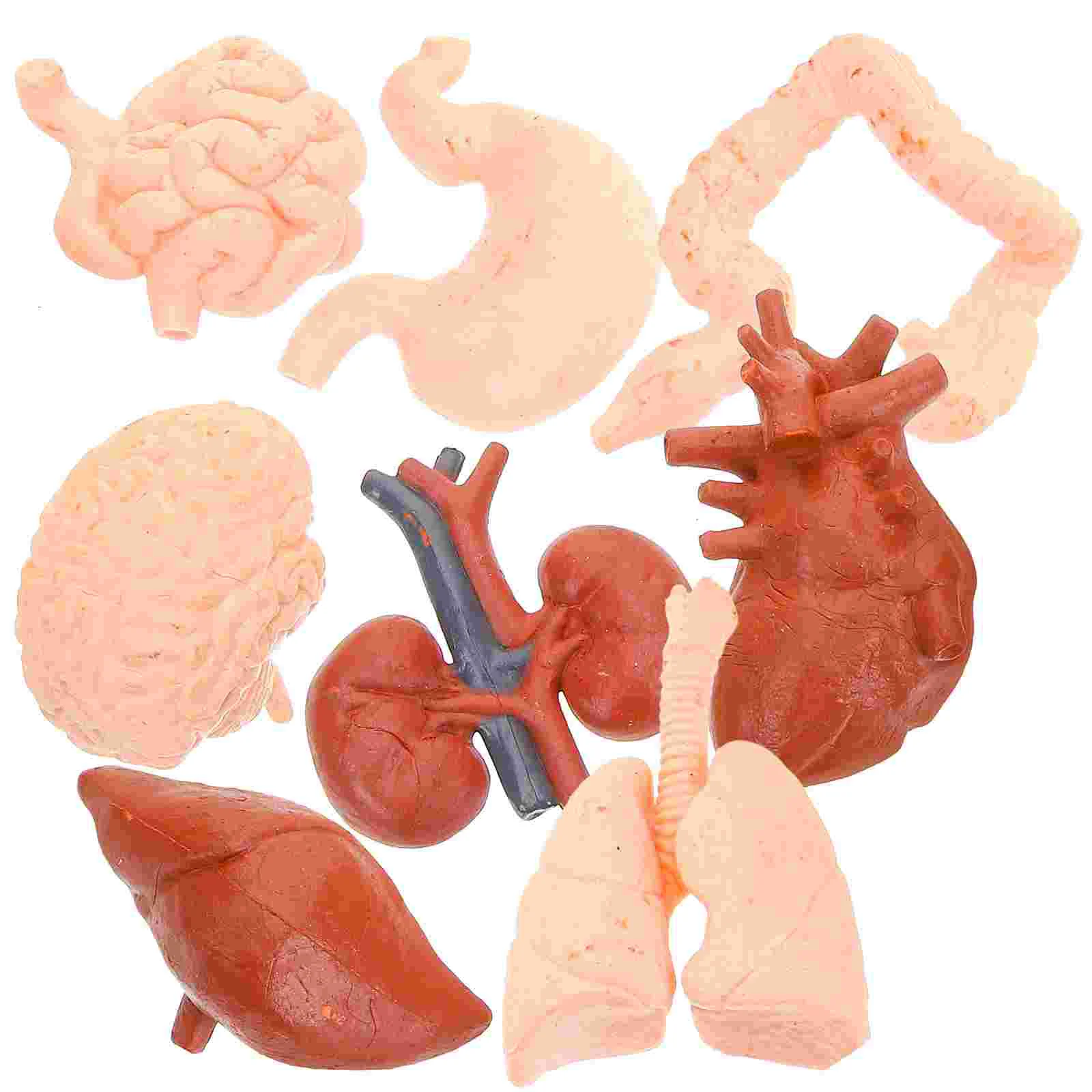 

8pcs Simulated Organ Models Human Organ Anatomical Model Teaching Tools