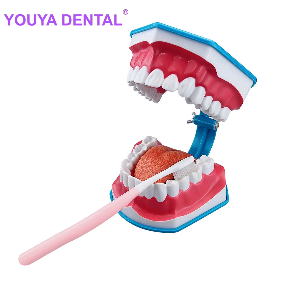Dental Teeth Model Standard Dental Teaching Model Study On The Structure Of Oral Teeth Dentist Educational Oral Care Dental Lear
Dental Teeth Model Standard Dental Teaching Model Study On The Structure Of Oral Teeth Dentist Educational Oral Care Dental Lear