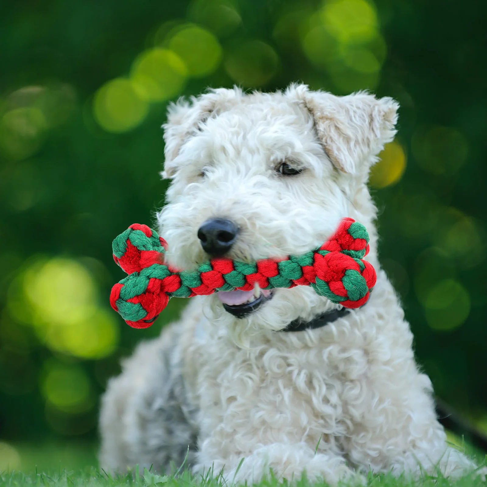 Pet Bone Toy Puppy Chew Toys Teething Cats Dogs Colored Rope Cotton Bite Grinding Training
Pet Bone Toy Puppy Chew Toys Teething Cats Dogs Colored Rope Cotton Bite Grinding Training