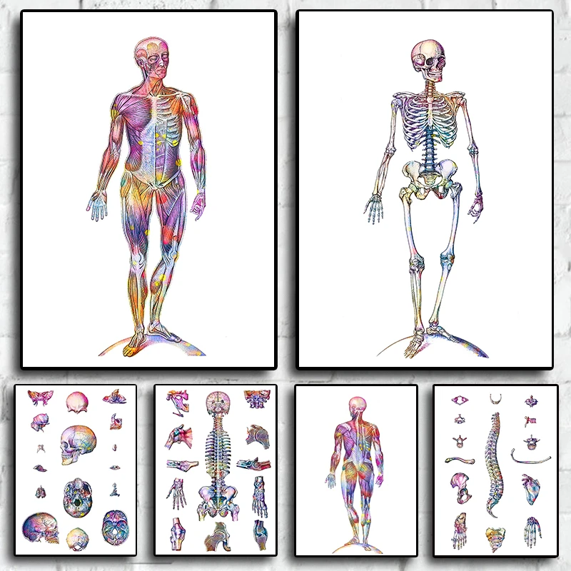 Human Anatomy Skeletal Muscle Watercolor Painting Canvas Print Poster For Doctors Room Living Wall Home Art Decor Pictures Gift
Human Anatomy Skeletal Muscle Watercolor Painting Canvas Print Poster For Doctors Room Living Wall Home Art Decor Pictures Gift