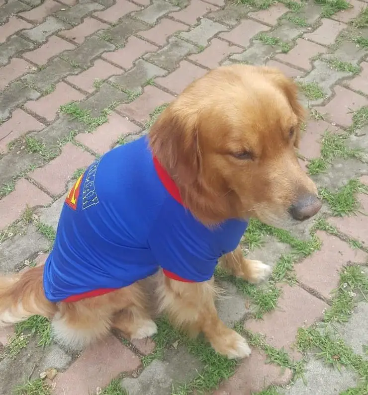 Футболка с Суперменом футболка для средних и больших пород модная одежда собак