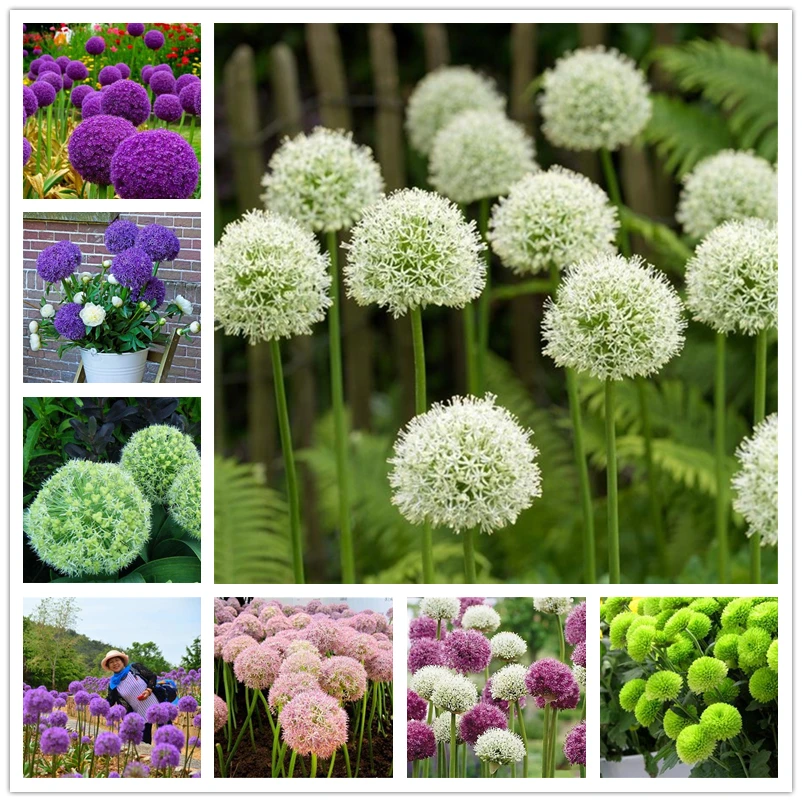Гигантский цветок Allium Giganteum, 100 шт., шкаф для ванной, Гортензия, растения, деревянная мебель для дома
Гигантский цветок Allium Giganteum, 100 шт., шкаф для ванной, Гортензия, растения, деревянная мебель для дома