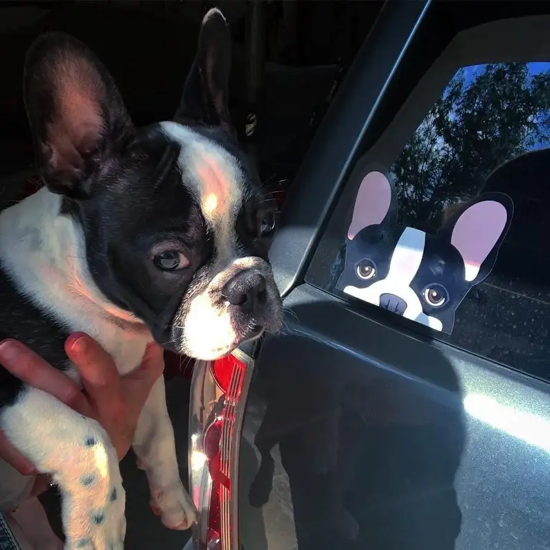 Frenchie Sticker Frenchiestore Black Pied French Bulldog Car DecalLaser Car Sticker Window Decoration
Frenchie Sticker Frenchiestore Black Pied French Bulldog Car DecalLaser Car Sticker Window Decoration