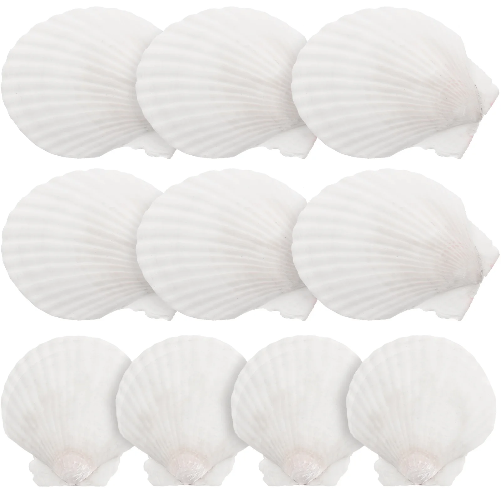 

Shell Shells Crafts Seashells Natural Scallops Decor Tank Nautical Sea Conch Ornament Diy Christmas Scallop Decorations
