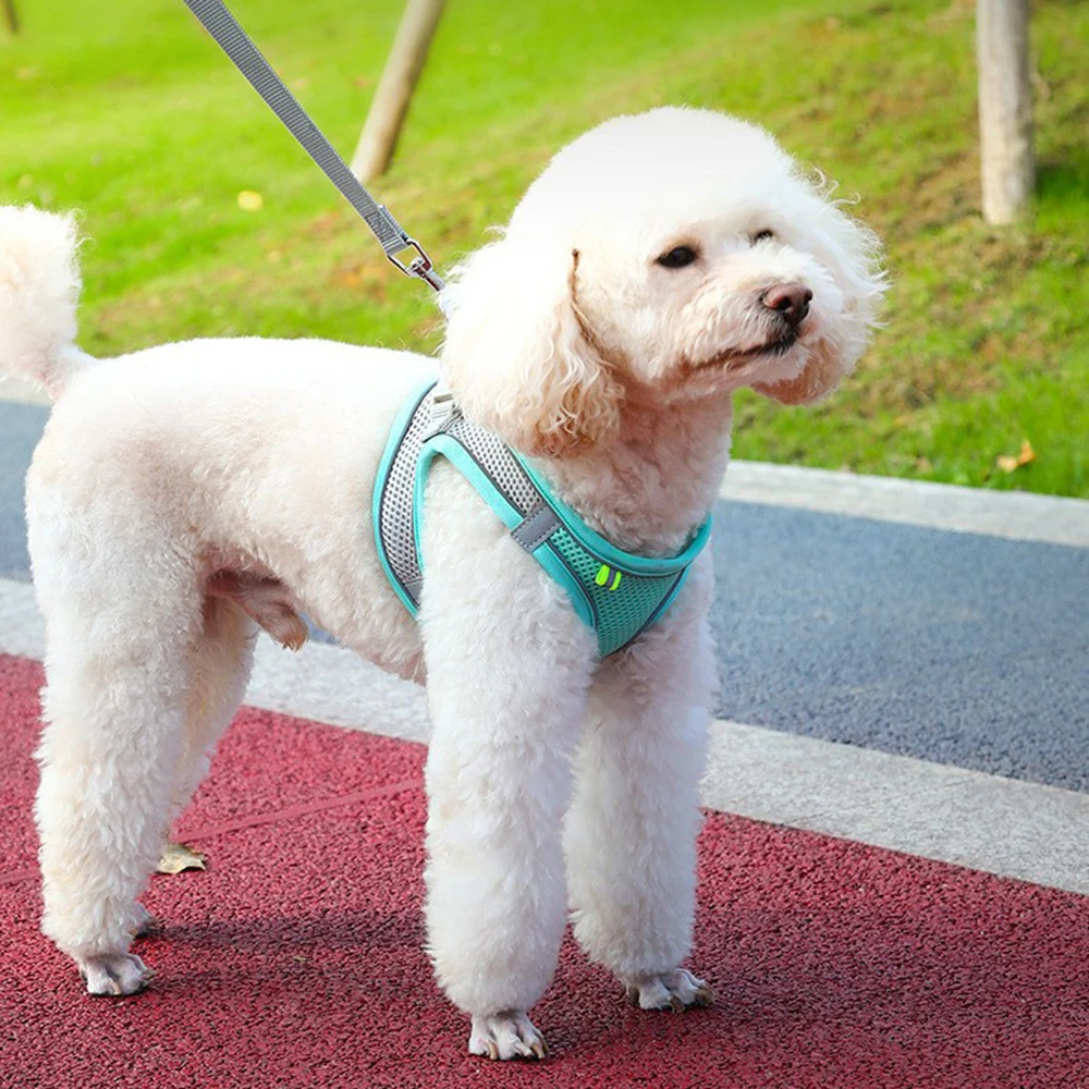 Puppy Harness Vest Breathable Mesh Dog Harness and Leash Set for Small Dogs French Bulldog Cat Walking Lead Leash Pet Supplies
Puppy Harness Vest Breathable Mesh Dog Harness and Leash Set for Small Dogs French Bulldog Cat Walking Lead Leash Pet Supplies