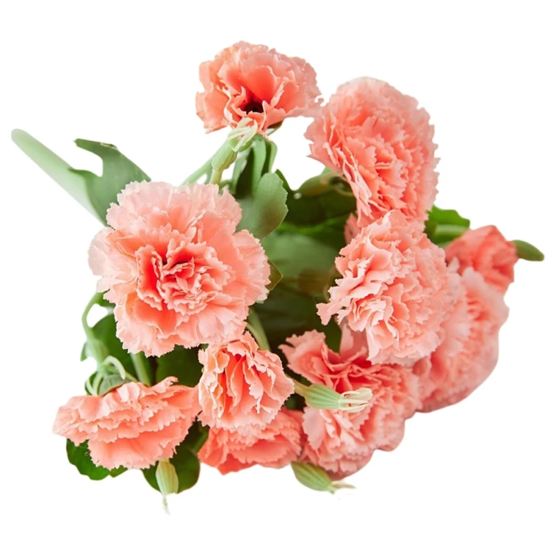 Artificial Flowers Silky Flower with Stems Home Office Decor Plastic Carnation Flowers Wedding Table Decorations
Artificial Flowers Silky Flower with Stems Home Office Decor Plastic Carnation Flowers Wedding Table Decorations