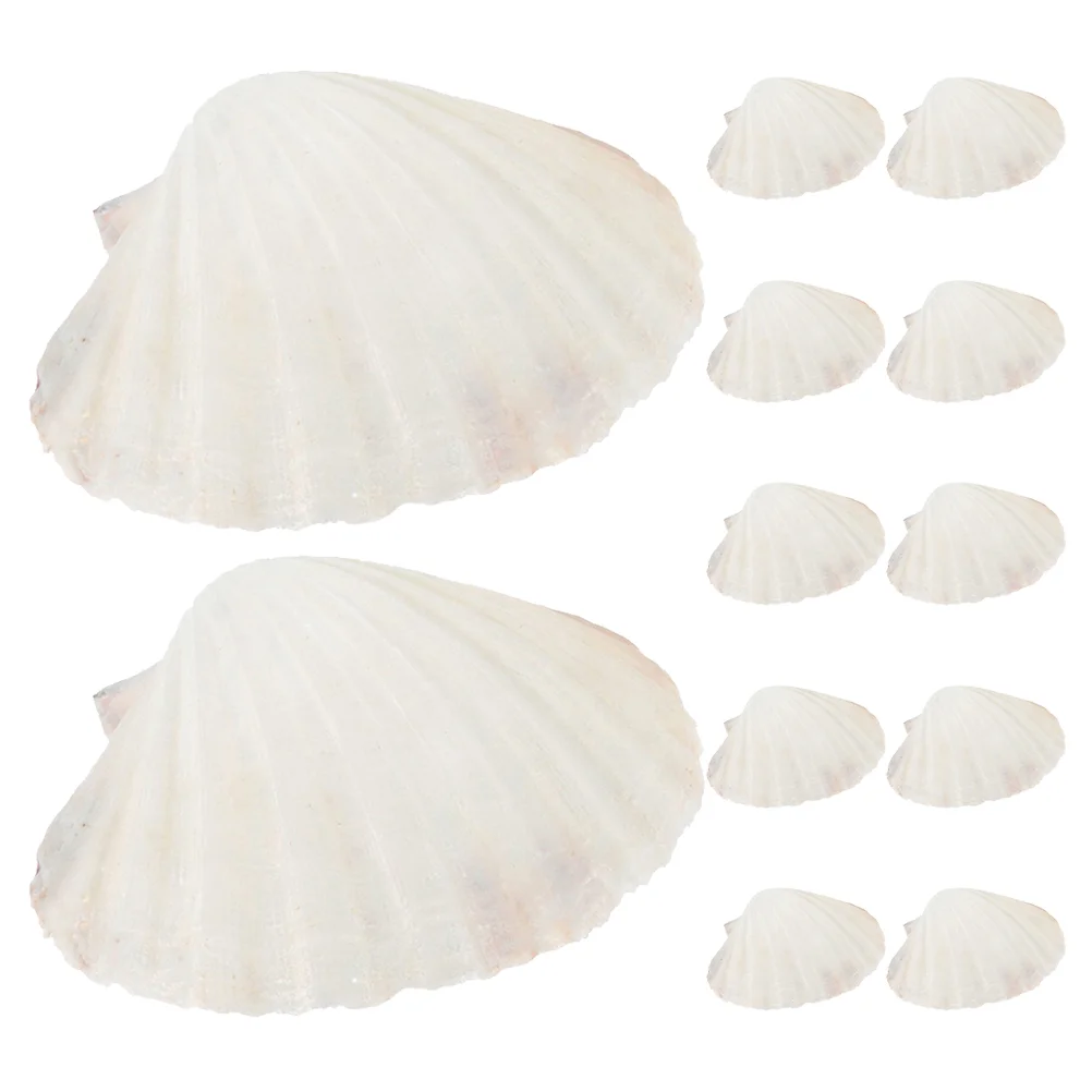 

12 Pcs Appetizer Plate Seashells Craft Food Decor Dessert Handmade Jewelry Cannoli Stuffing Clam Baking Scallop