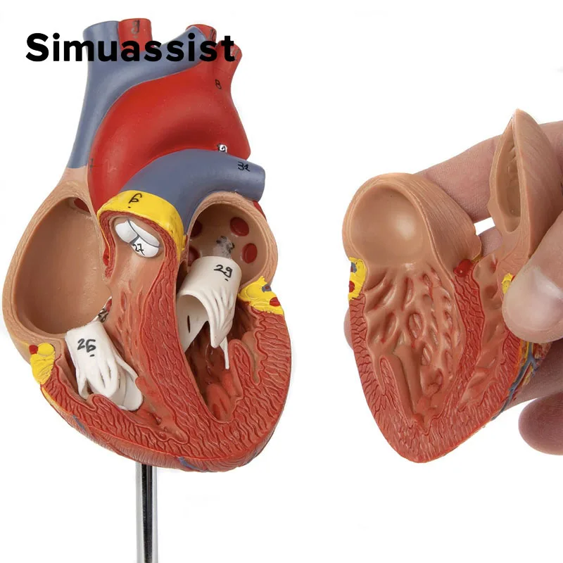 1:1 человеческое сердце в натуральную величину, научные Обучающие ресурсы
1:1 человеческое сердце в натуральную величину, научные Обучающие ресурсы