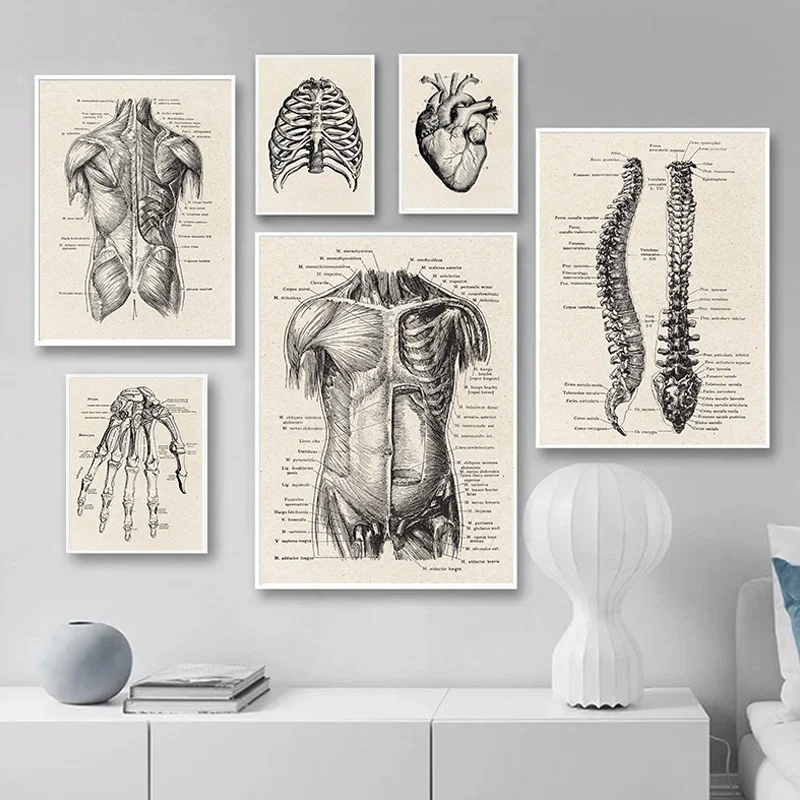 Human Anatomy Artwork Medical Wall art Muscle Skeleton Poster Print Canvas Painting Education Picture Hospital Clinic home Decor
Human Anatomy Artwork Medical Wall art Muscle Skeleton Poster Print Canvas Painting Education Picture Hospital Clinic home Decor