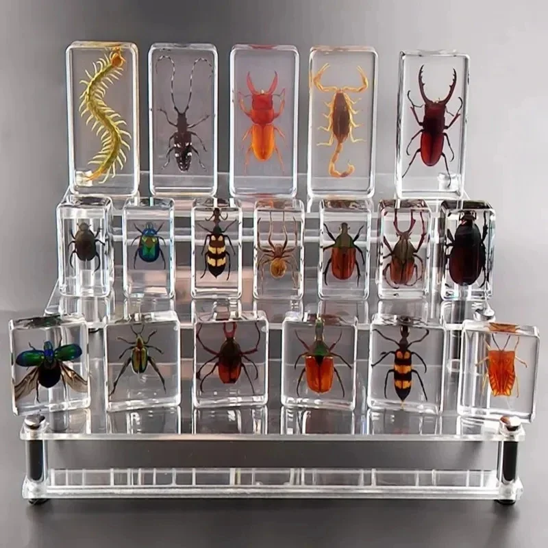 Insect Specimen in Resin Model Insect Epoxy Resin Bug Spiders Beetles Specimen Collection Scorpion Bugs Specimen Desk Decoration
Insect Specimen in Resin Model Insect Epoxy Resin Bug Spiders Beetles Specimen Collection Scorpion Bugs Specimen Desk Decoration