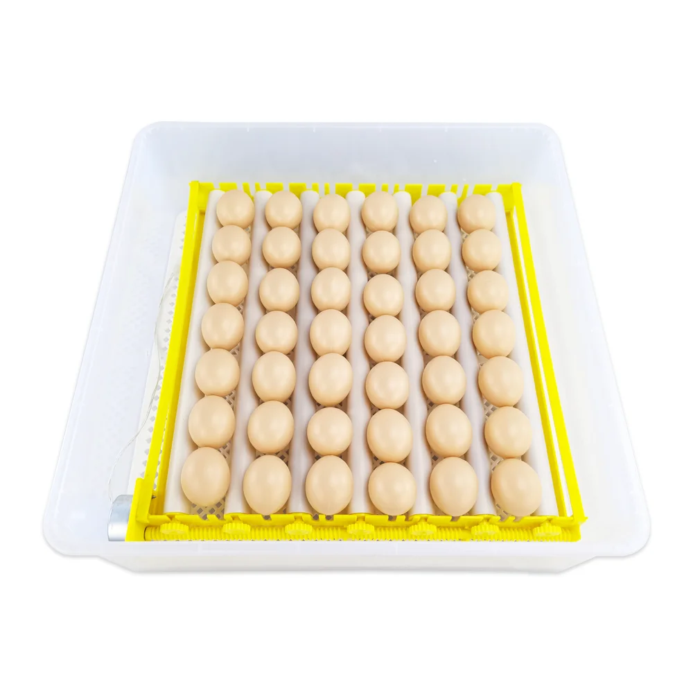 cheap price chicken incubator hatcher 110v / 220v egg hatching machine commercial egg incubator for sale 42 egg incubator china
cheap price chicken incubator hatcher 110v / 220v egg hatching machine commercial egg incubator for sale 42 egg incubator china