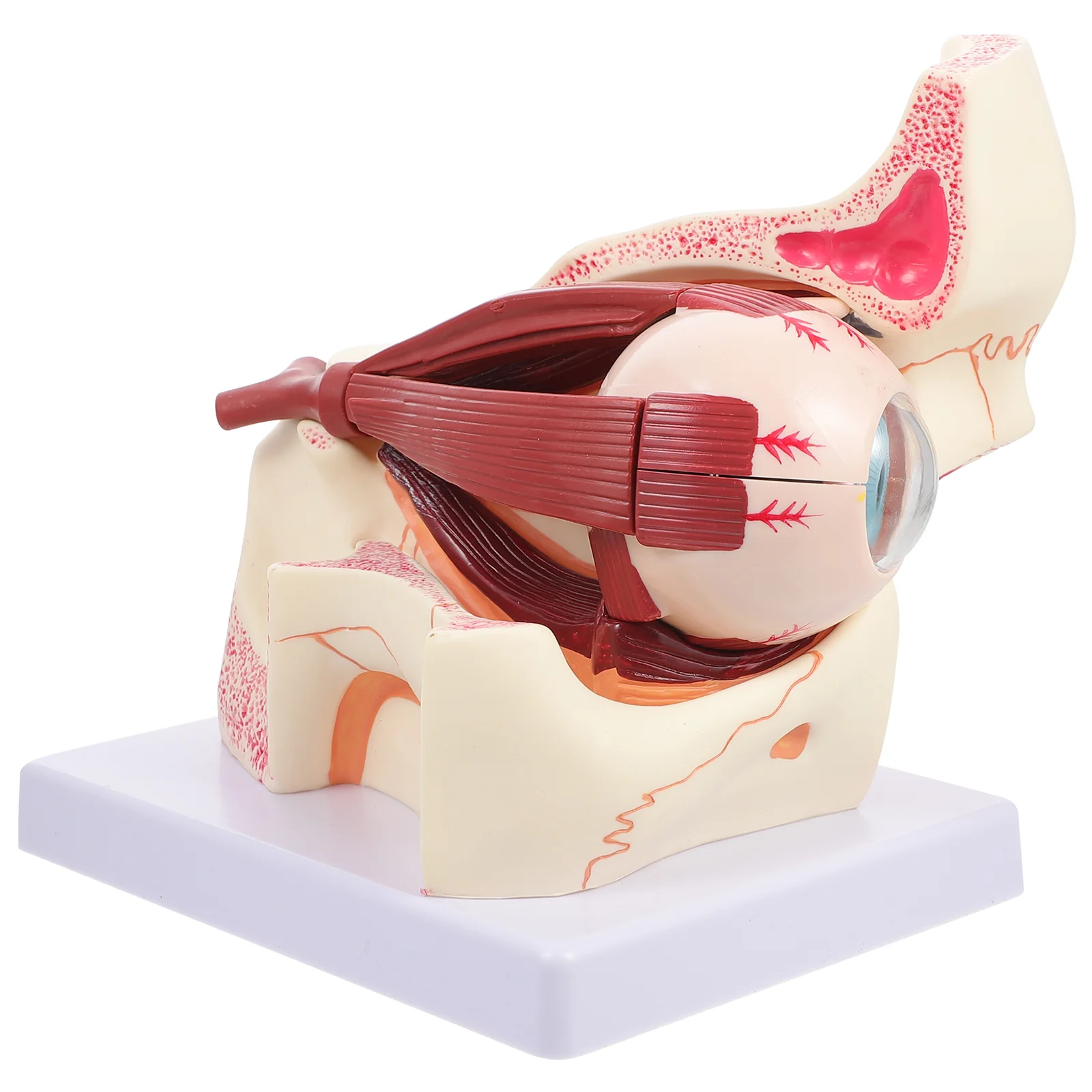 Eye Model Enlarged Human Anatomical Apparatus Eyeball Orbital Enlargement Mannequin Globe anatomy Intraocular lens
Eye Model Enlarged Human Anatomical Apparatus Eyeball Orbital Enlargement Mannequin Globe anatomy Intraocular lens