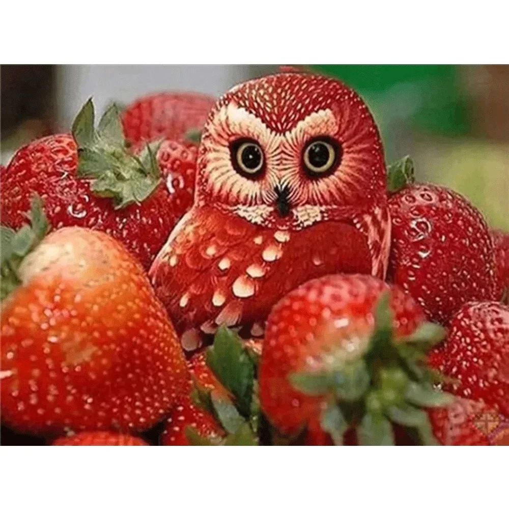 5D Diy Diamond Mosaic Owl Animal Diamond Painting Strawberry Fruit Full Embroidery Kits Wall Paintings
5D Diy Diamond Mosaic Owl Animal Diamond Painting Strawberry Fruit Full Embroidery Kits Wall Paintings