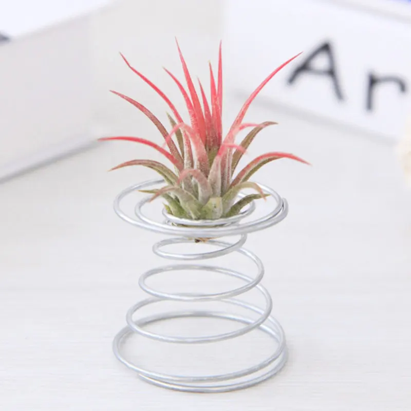 Air Plant Spring Wire Tabletop Tillandsia Holder Flower Rack Plant Supports Miniature Gardening Decorations Home Garden Supplies
Air Plant Spring Wire Tabletop Tillandsia Holder Flower Rack Plant Supports Miniature Gardening Decorations Home Garden Supplies